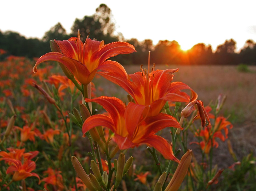 Orange Lilies at Sunset These orange lilies grow wild all … Flickr