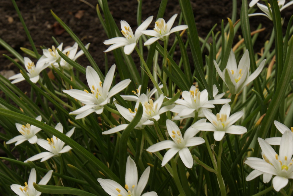 Star of David flower. superpirate Flickr
