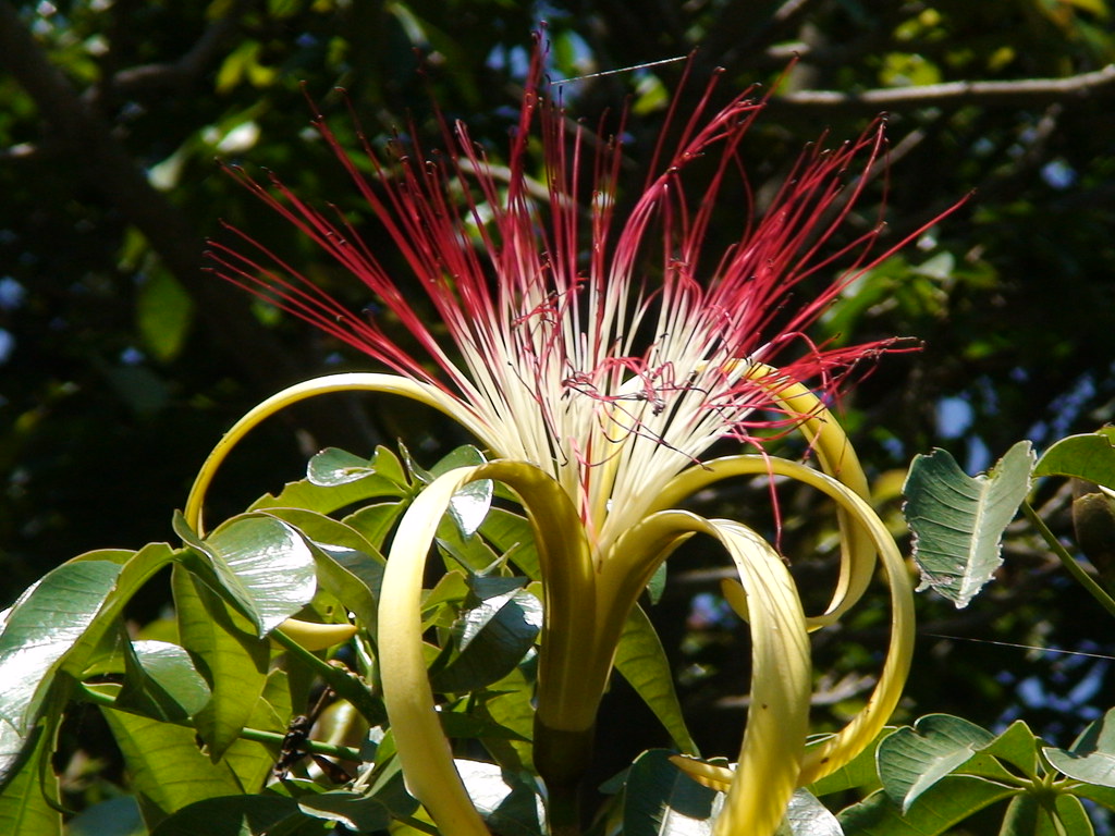 Munguba (Pachira aquatica) hermaphrodite flower. Ceret Sao… Flickr
