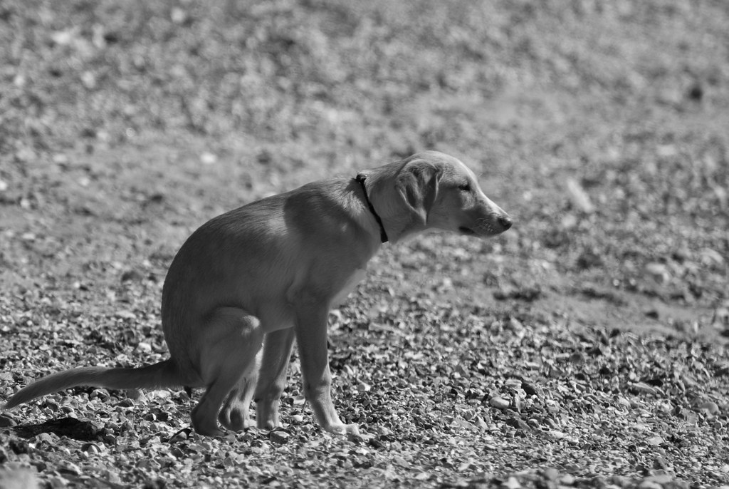 Dog taking a shit. I'm deeply amazed that this is one of t… Flickr