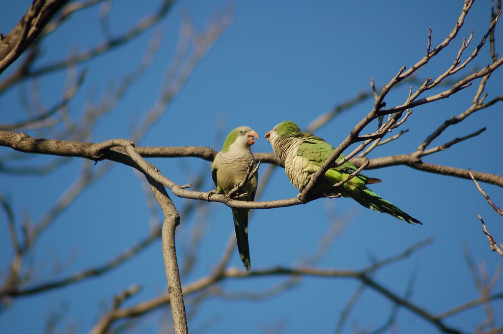 Wild Quaker Parrots in Brooklyn Wild Quaker Parrots in Bro… Flickr