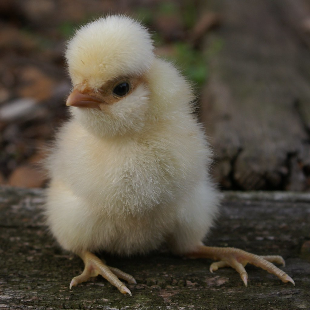 I haz a hat Seriouslythis is a "Top Hat" chicken. Its ap… Flickr