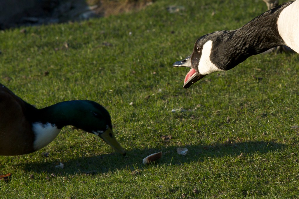 Duck vs. Goose The early bird catches the bread... duedofan Flickr