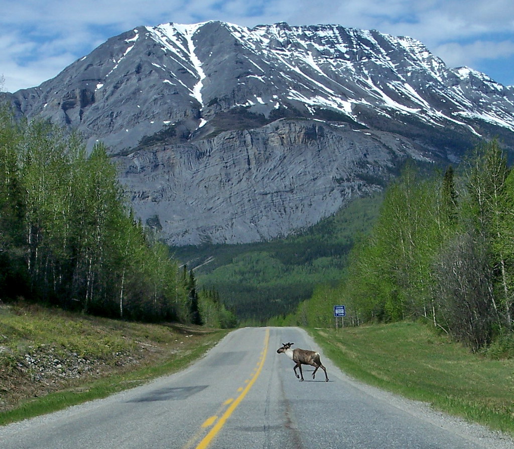 hwy97_07f63 Alaska Hwy, BC, Toad River Caribou 2007 Flickr