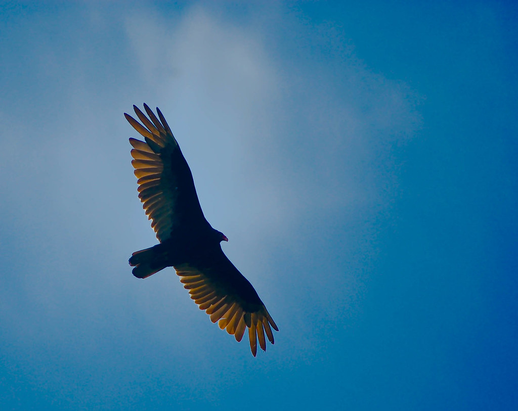 Turkey Vulture Its looks nicer than it sounds Roland Varriale Flickr
