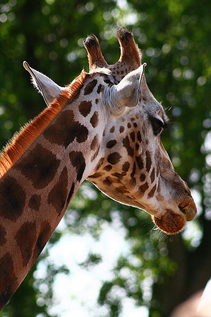Giraffe One of the Giraffes at Chester Zoo in July 2008 Ian Lambert Flickr