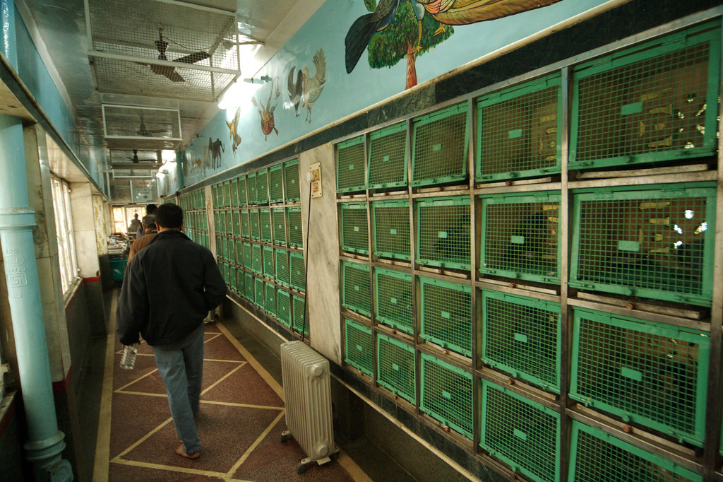 Jain bird hospital in Delhi Dixie Lawrence Flickr