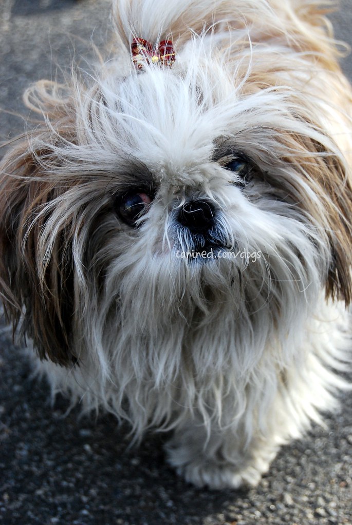 22909 canined female shih tzu full dog coat ungroomed cent… Flickr