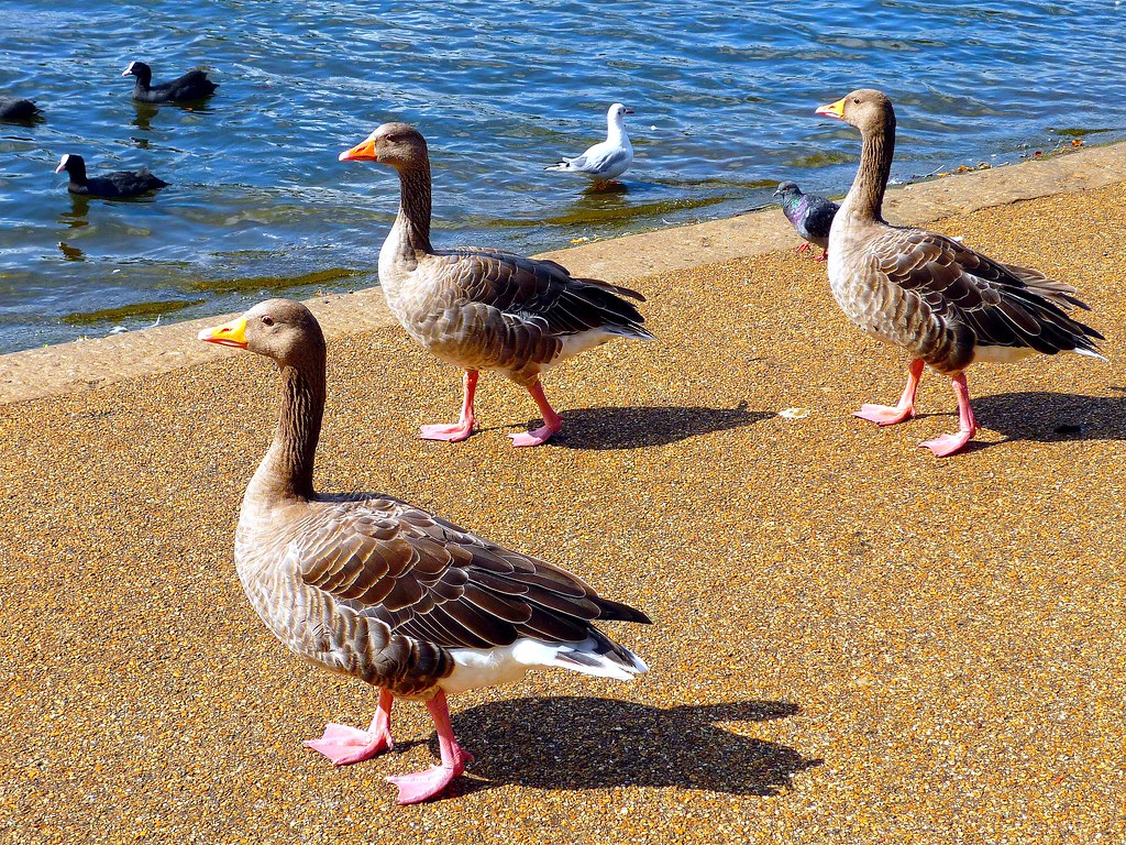 London, Hyde Park, Ducks Caterina Policaro Flickr