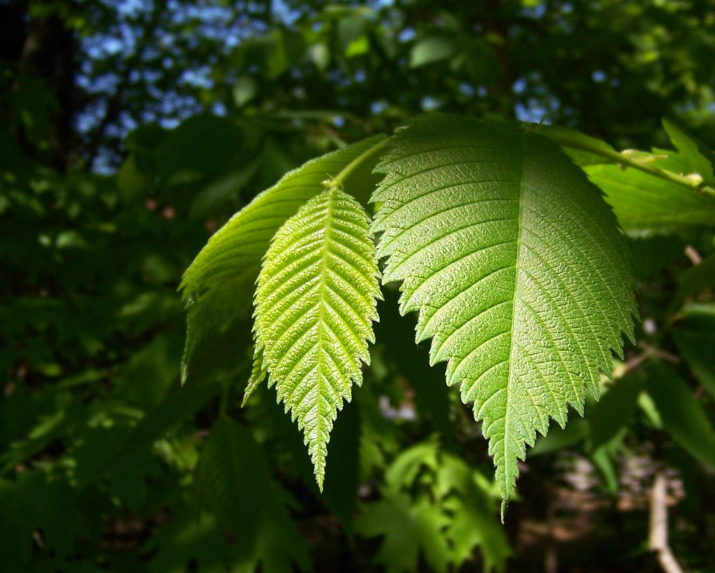 Young elm leaves Apparently the American Elm is making a c… Flickr