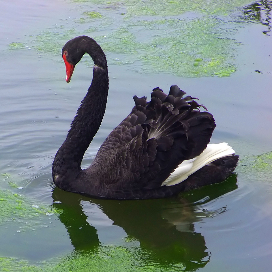 The Black Swan Event Black Swan Events were characterized … Flickr