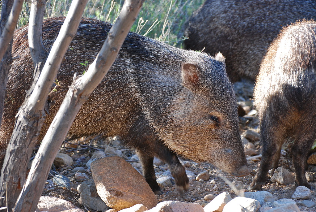wild Javelina in a herd of about 20 animals passing throug… Flickr