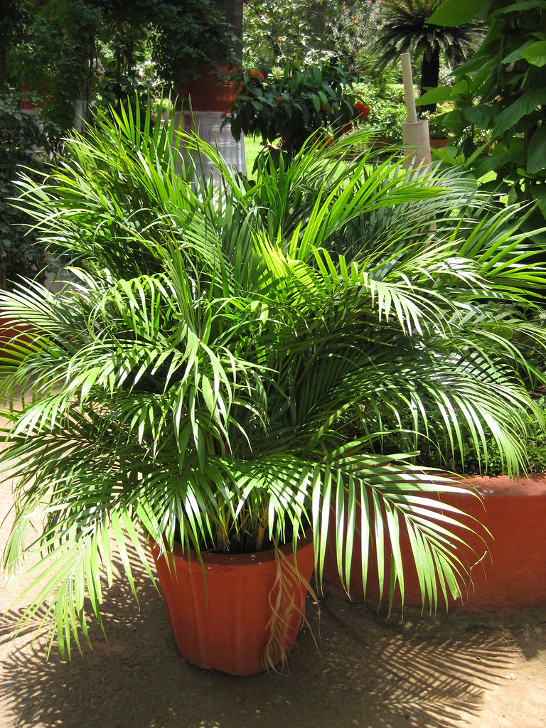 potted palms Rekha Eipe Flickr