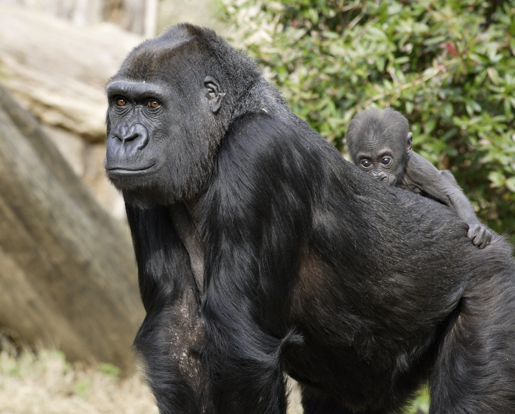 National Zoo baby gorilla rides on mother's back The Natio… Flickr