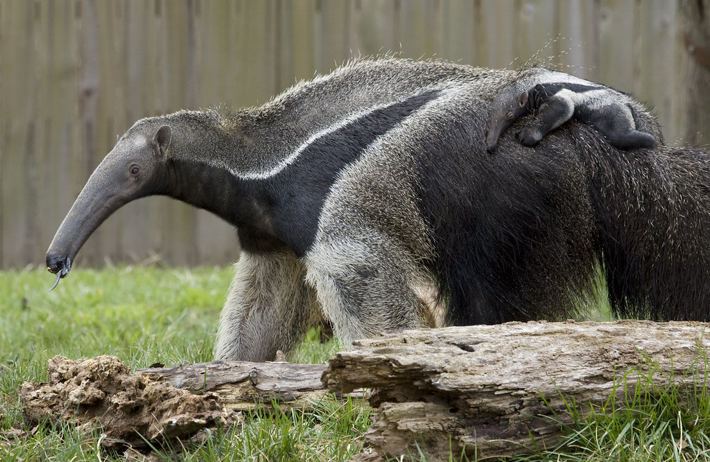 National Zoo's Baby Giant Anteater It's a boy! The baby g… Flickr