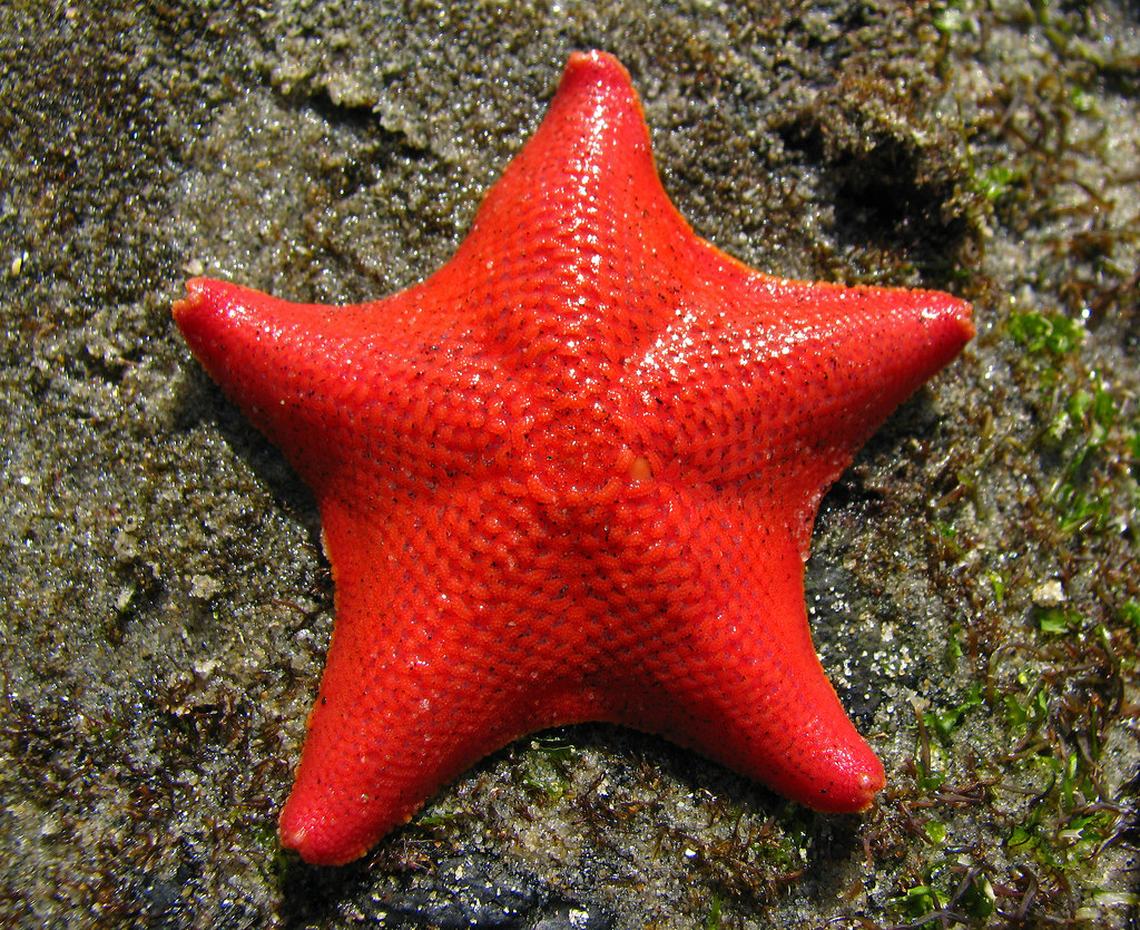 Bat Star Asterina miniata A beautiful example of a Bat S… Flickr