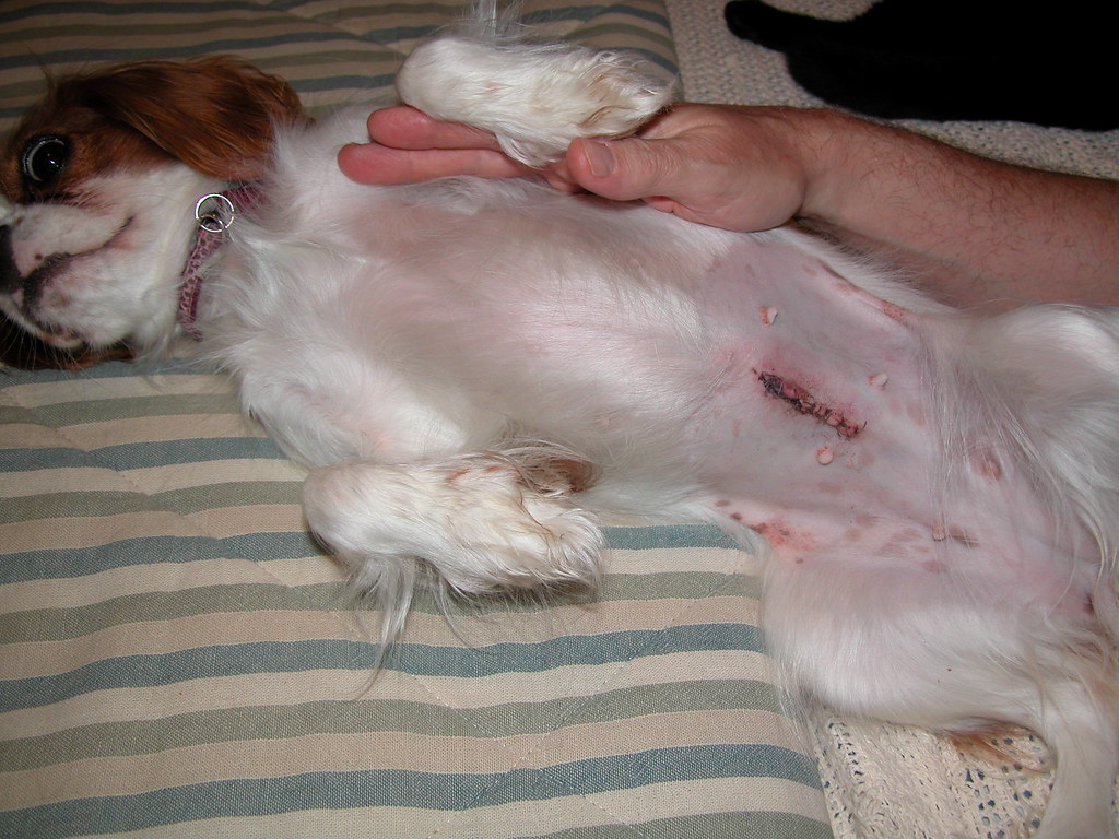 Zipper Belly Roxie's stitches after her spay/hernia