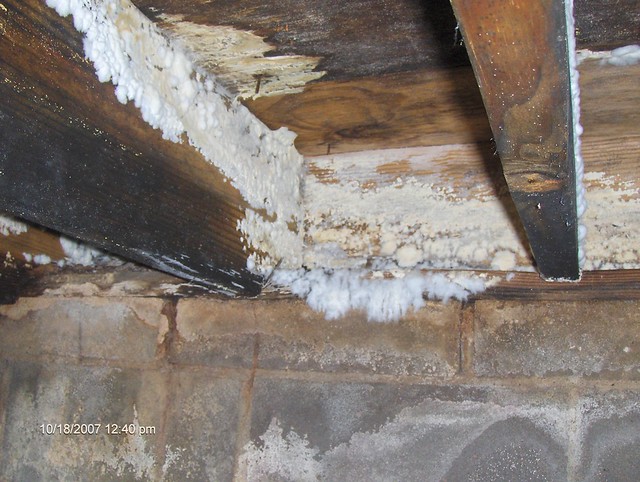 White Mold Explore americanbasementsolutions' photos on F… Flickr