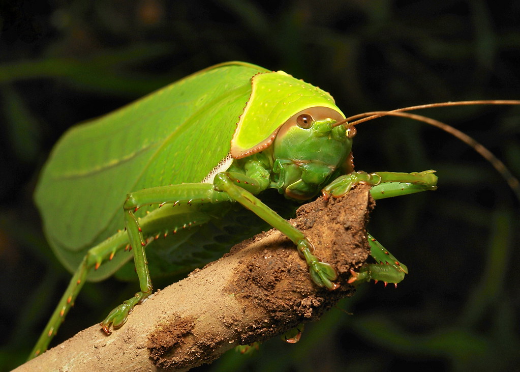 Giant False Leaf Katydid (Pseudophyllus titan, Pseudophyll… Flickr
