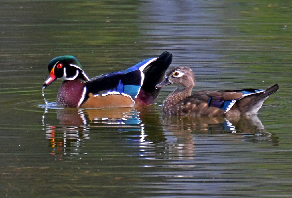 Male and Female Wood Ducks I found their roosting site in … Flickr