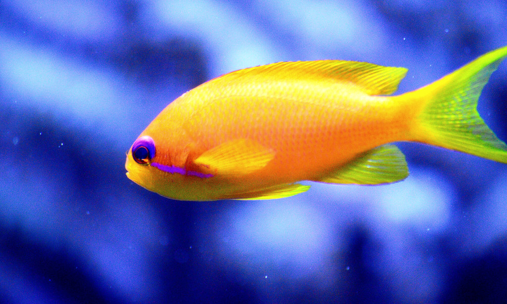 Bright Fish A bright orange fish in the Seattle Aquarium