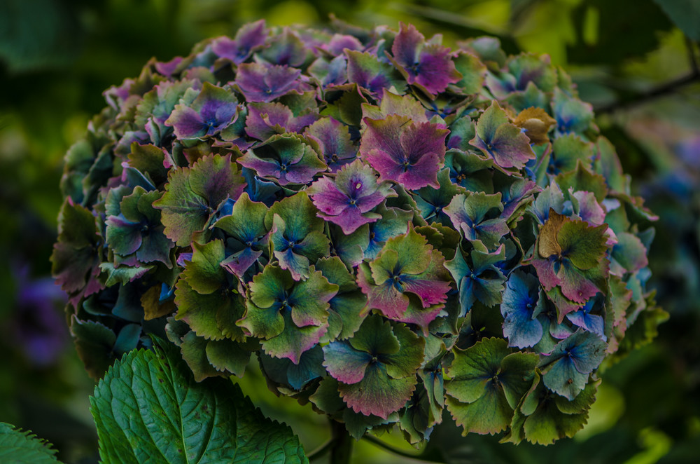 Amazing Antique Double Lavender Hydrangea Oregon Coastal Flowers