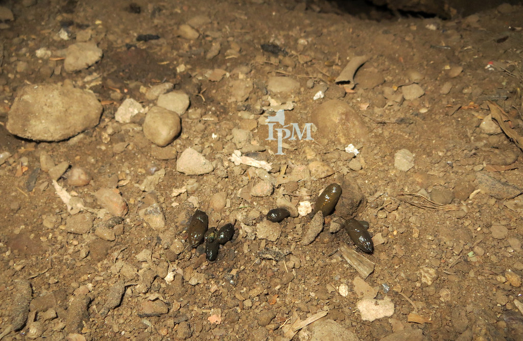 Norway Rat Droppings Norway rats can produce 40 to 50 drop… Flickr