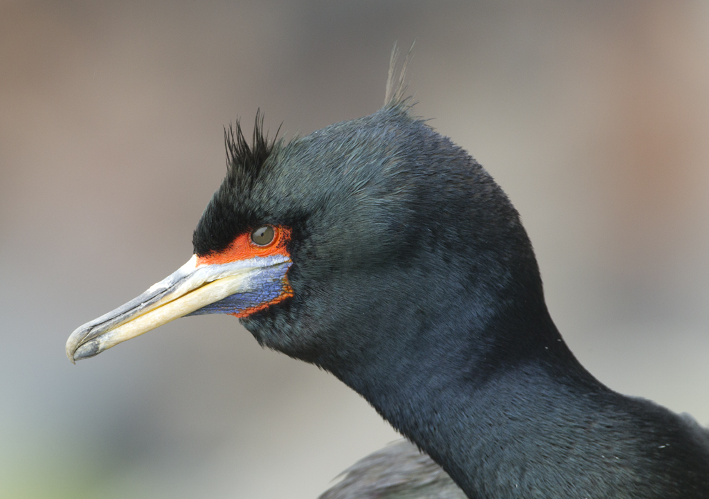 Alaska Red faced cormorant on St Paul Island. Richard McManus Flickr