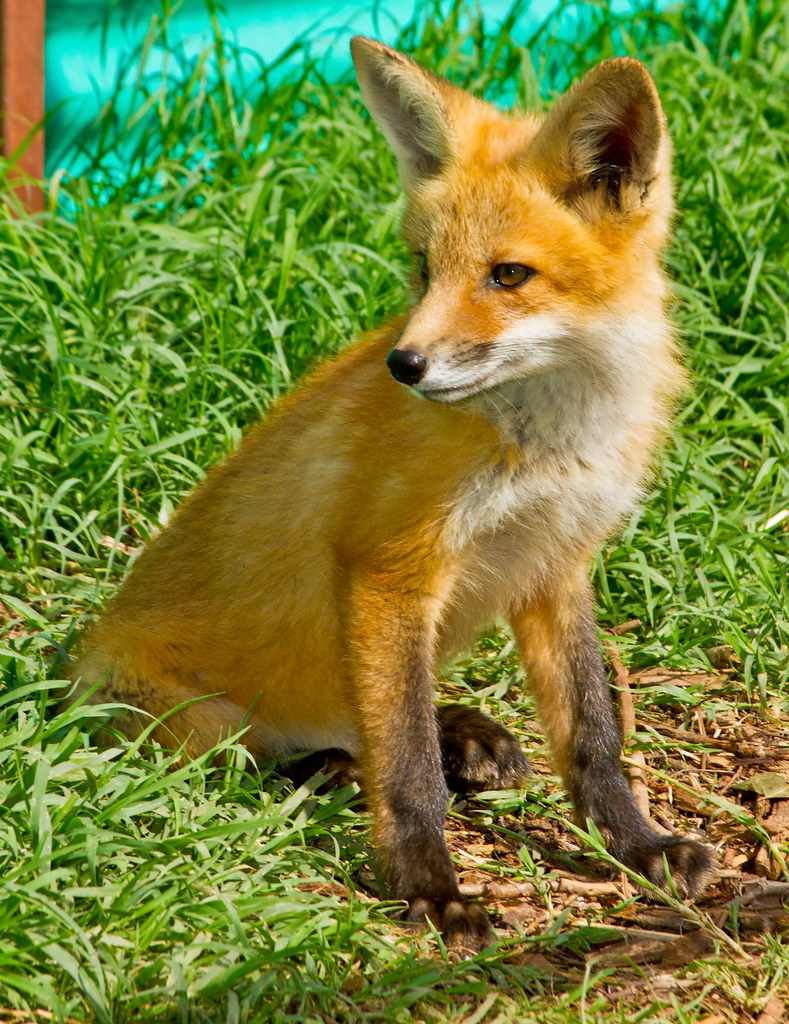 Red Fox This young Red Fox and his litter mates are orphan… Flickr