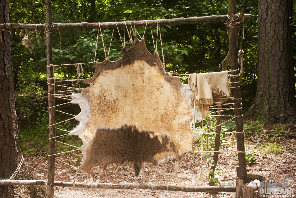 Tanning Hides to make Buckskin clothing in the Powhatan In… Flickr