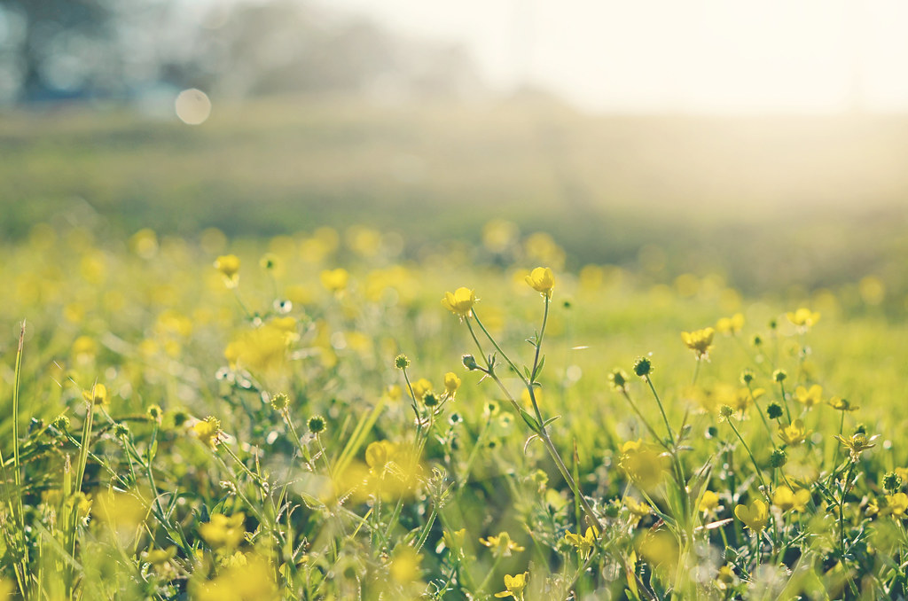 Sunny Ditch Flowers These little yellow flowers grew in th… Flickr