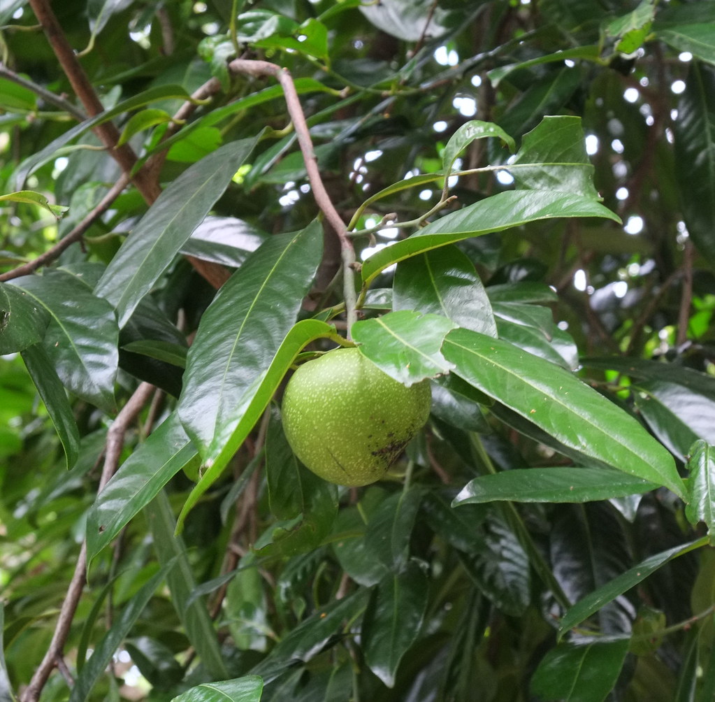 Black Sapote fruit Diospyros digyna, Black Sapote, from f… Flickr
