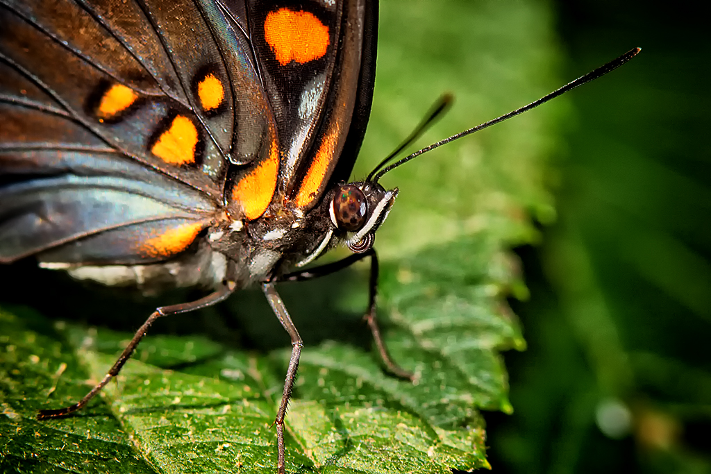 Butterfly Butterfly face Derek Flickr