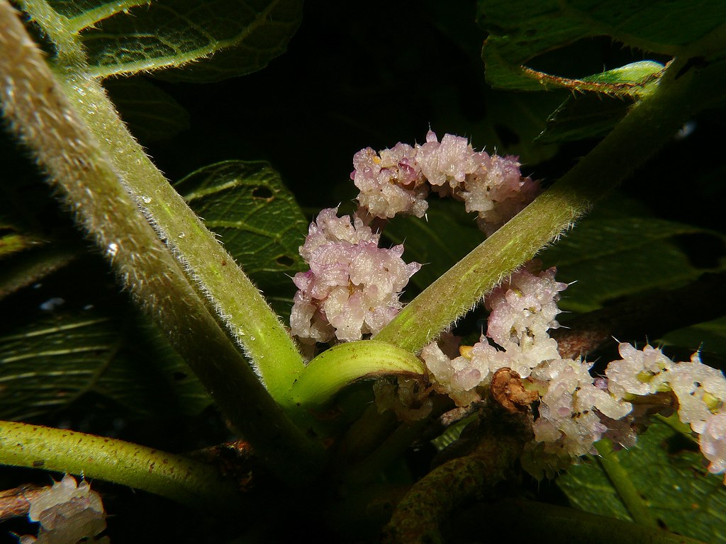 Gympie Gympie Giant Stinger tree Dendrocnide excelsa Bunya… Flickr