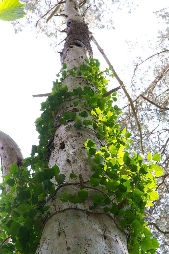 Ivy growing up the trunk of a dead pine tree dan.kristiansen Flickr