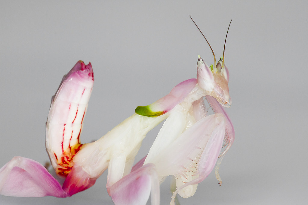 Orchid Mantis (Hymenopus coronatus) L6, female Frupus Flickr