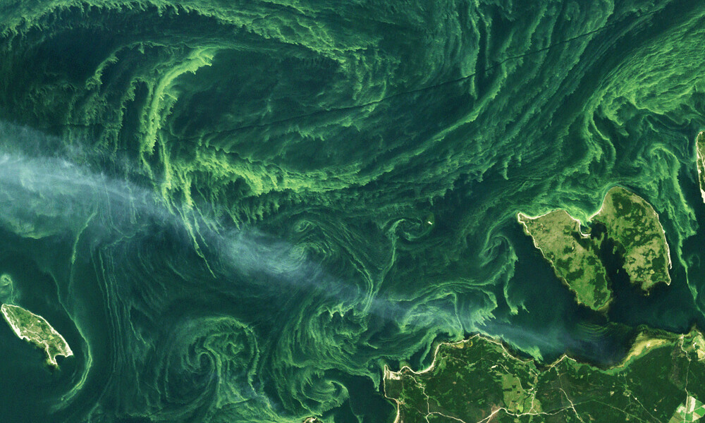 Algae Bloom Algae Bloom off the Coast of Estonia on July 1… Flickr