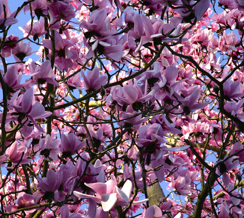 Stunning Pink Magnolia trees at Nymans NT Sussex.. www.ada… Flickr