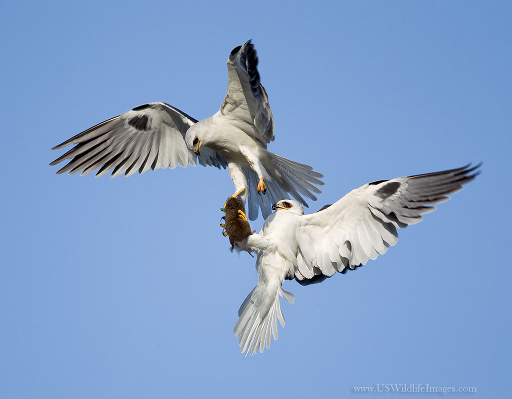 White Tailed Kite Exchange Female Receives Prey from Male … Flickr