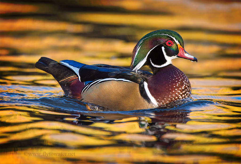 Wood Duck Drake & Fall Reflections Brett Colvin Flickr