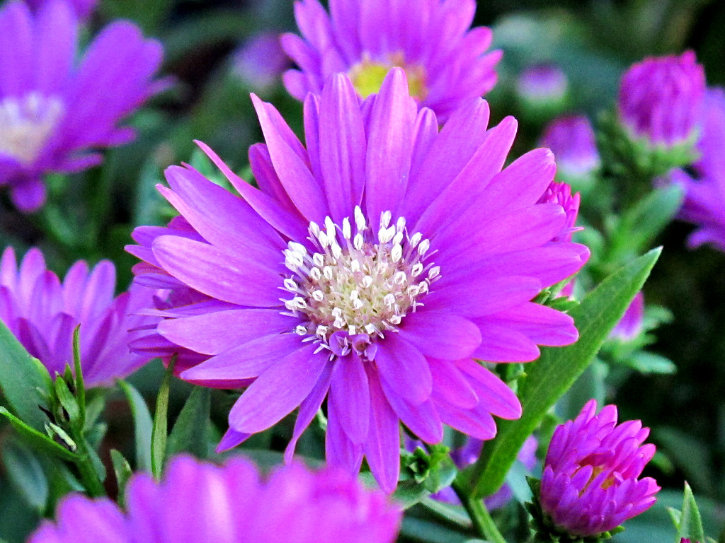 Kentlands, Flowers IMG_0186 Kentlands Flowers, Gaithersbur… Flickr