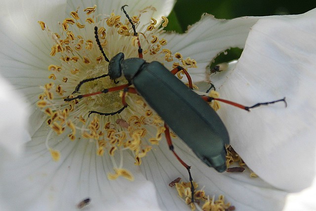 Unknown Bug Identified As A Black Blister Beetle On Rosa Rugosa Alba