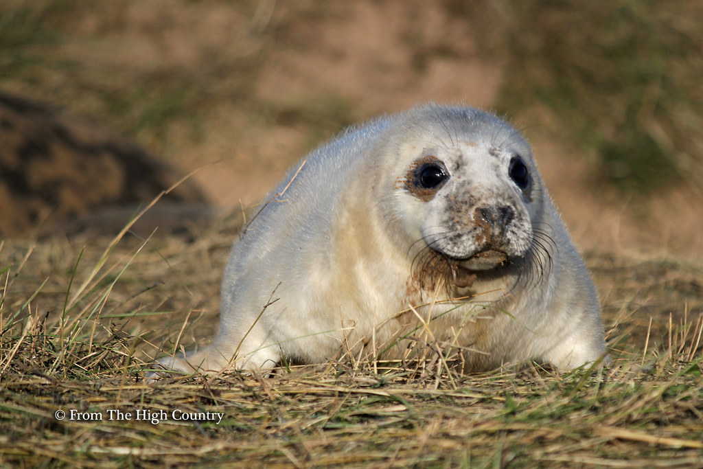 Early Days A baby seal takes in the surroundings of a new … Flickr