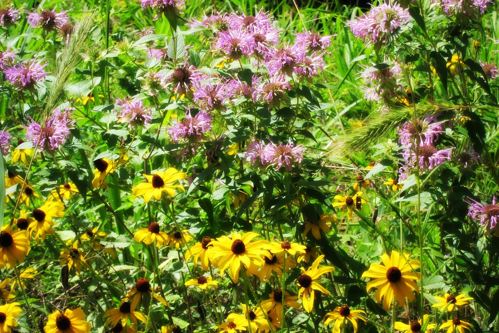 East Texas Wildflowers Life with a view Flickr