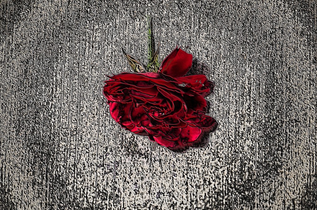 Crushed Rose Norris Flickr