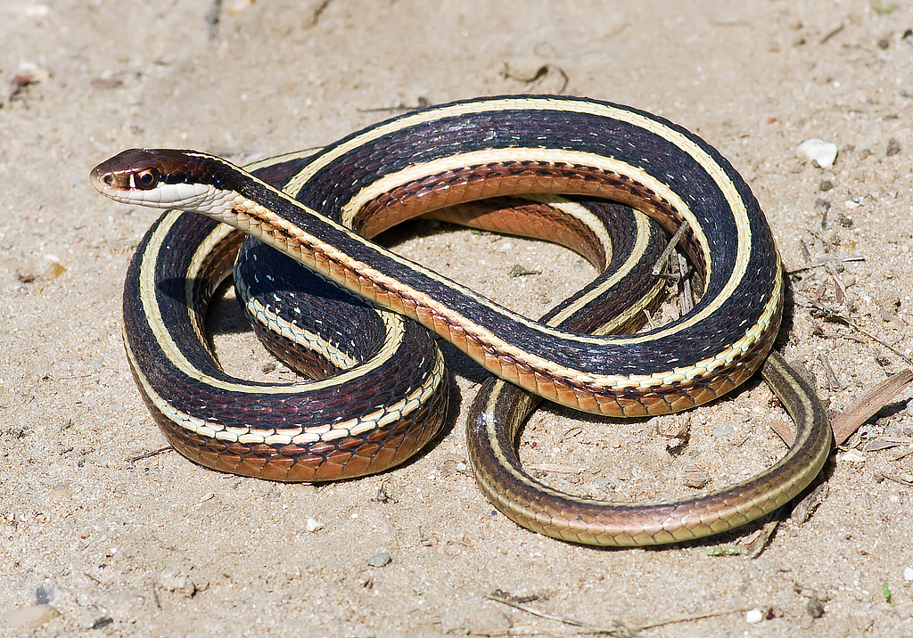 Northern Ribbon Snake (Thamnophis sauritus septentrionalis… Flickr