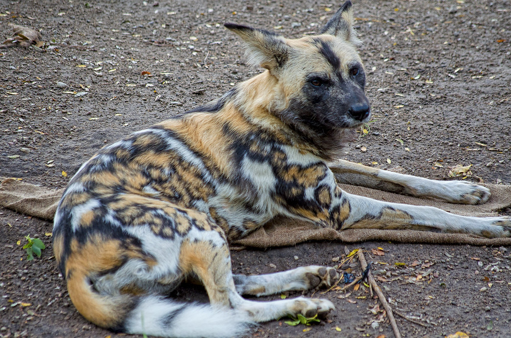 African Wild Dog An African wild dog or spotted wild dog a… Flickr