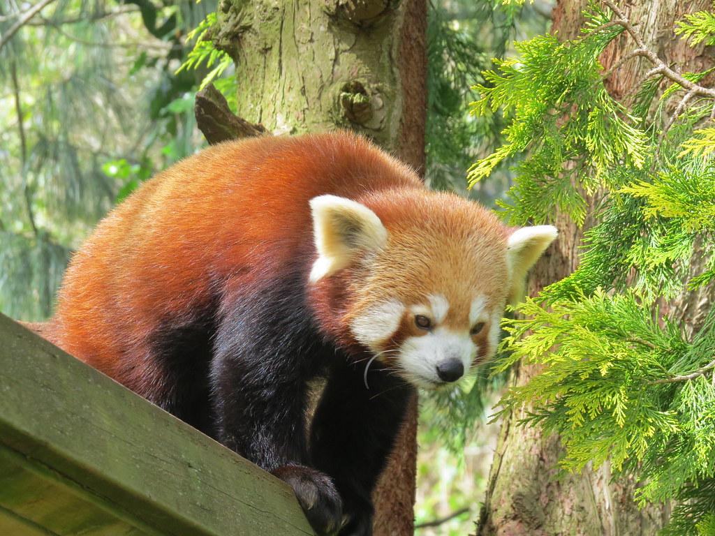 Red Panda I'm Watching You!!! Red pandas were once thoug… Flickr