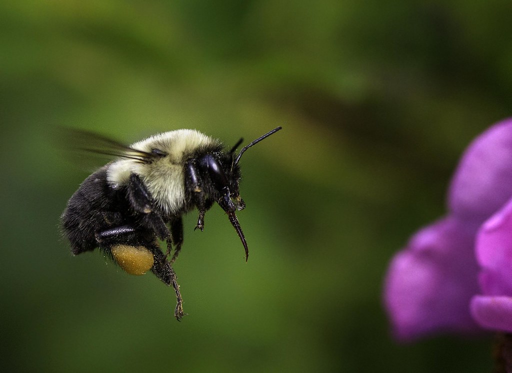 Sacramento bee lopezheritage