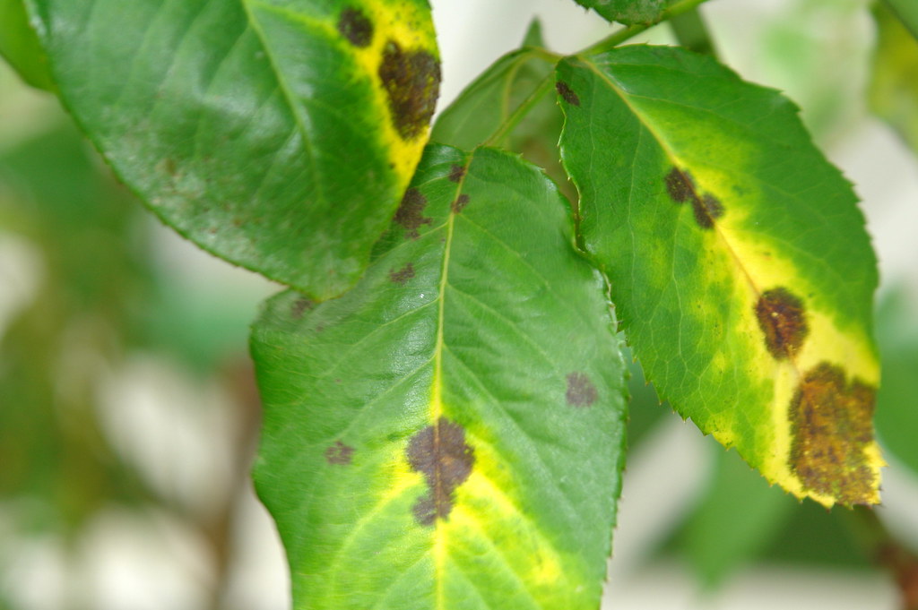 Black spot of rose Pathogen Diplocarpon rosae (fungus) Scot Nelson